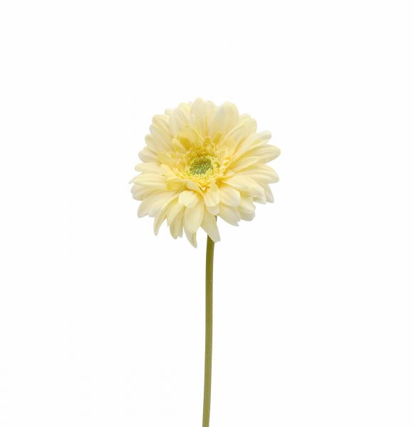 Gerbera 49 cm