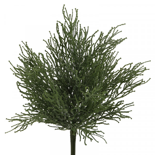 Thuja-Busch 36 cm