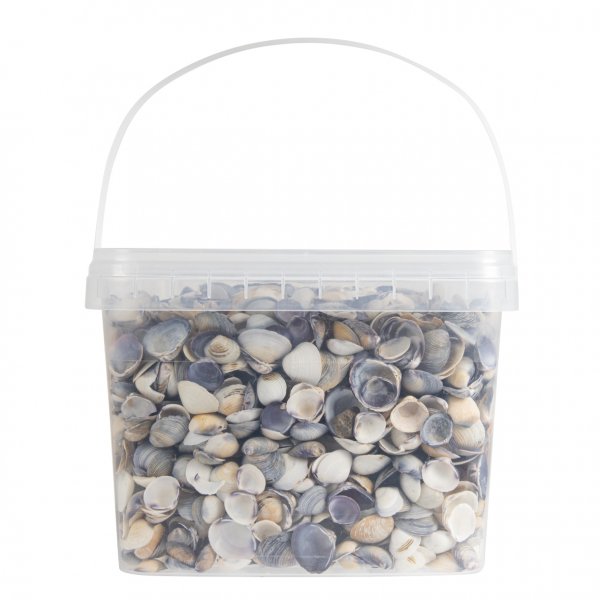 Muscheln Cay Cay 3,5 L