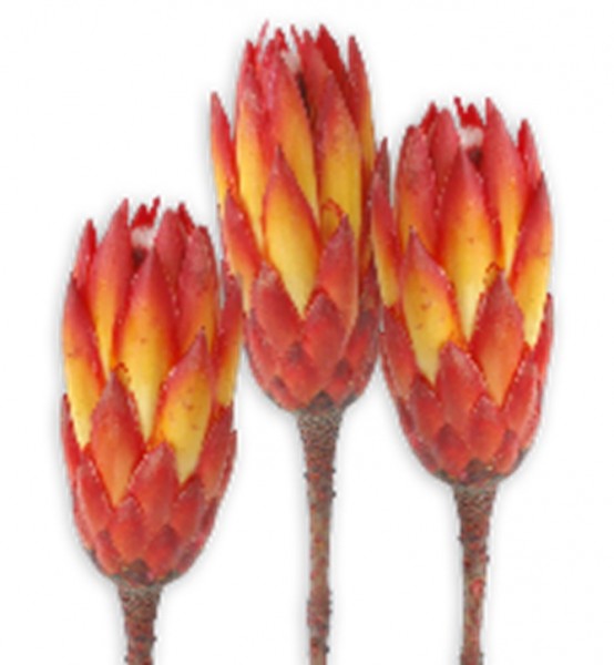 Protea Repens Extra VE 100 St