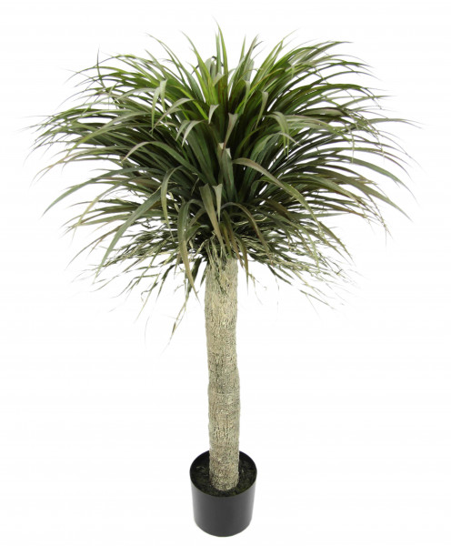 Dracena-Palme