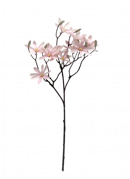 Magnolie 68 cm