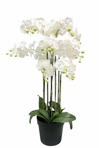 Phalaenopsis getopft 110 cm