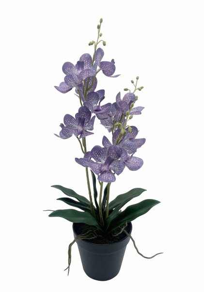 Vanda getopft 51 cm