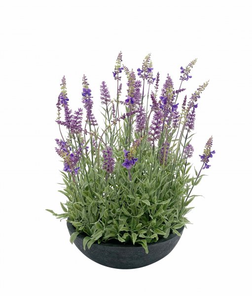 Lavendel in Schale 49 cm