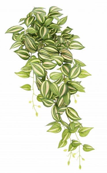 Tradescantia-Hänger 80 cm