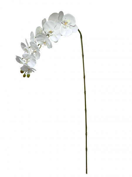 Phaleanopsis 123 cm