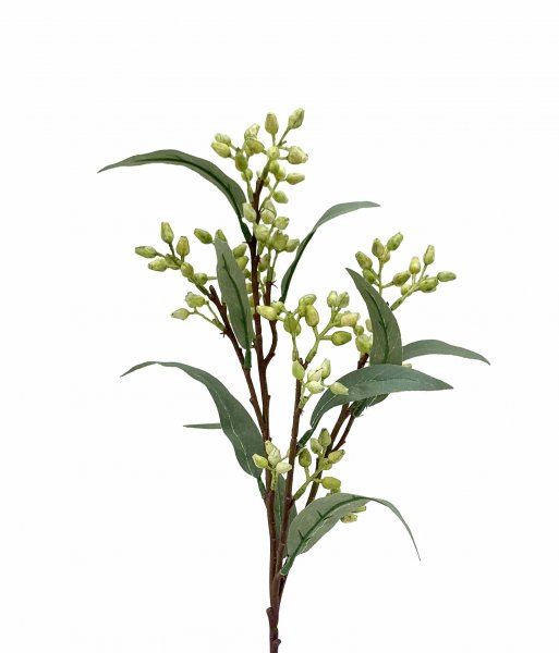 Eukalyptus Knospen 53 cm