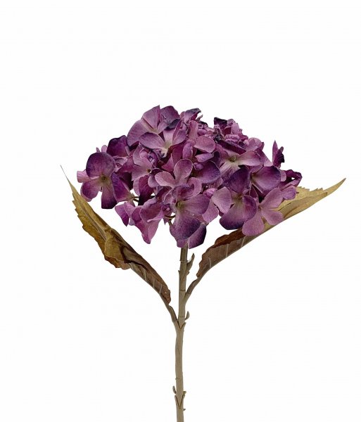 Hortensie 46 cm