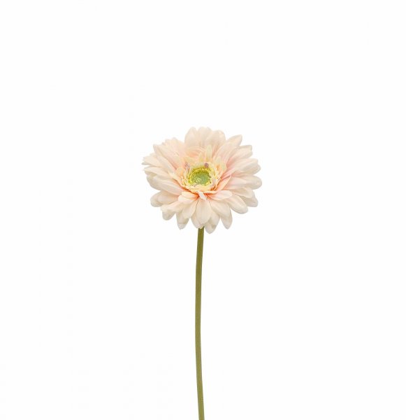 Gerbera 47 cm