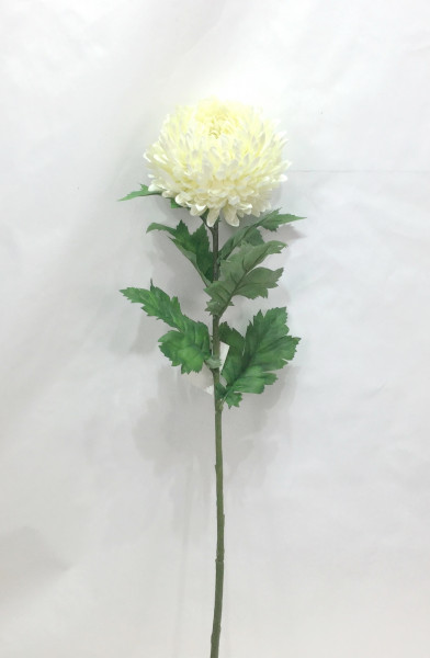 Chrysantheme