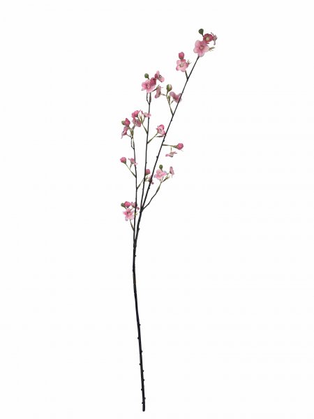 Prunus 84 cm