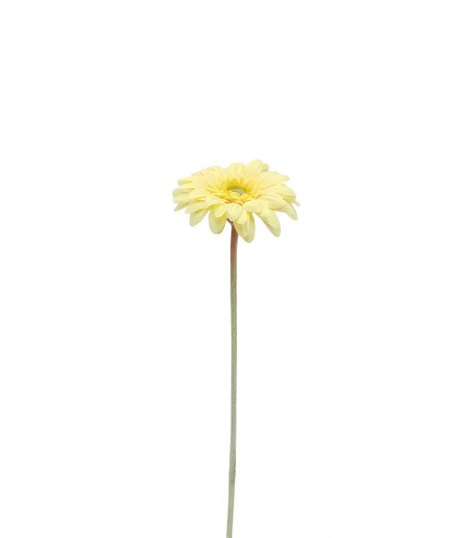 Gerbera 49 cm