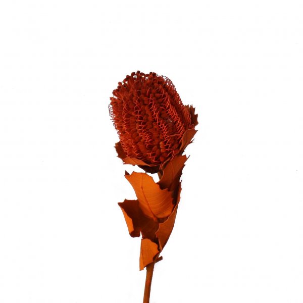 Banksia Coccinea VE 30 St