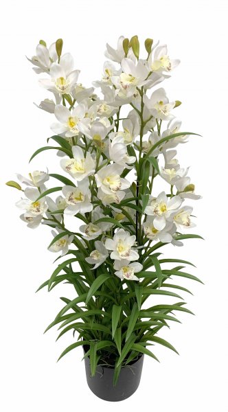 Cymbidie Orchidee getopft 125 cm