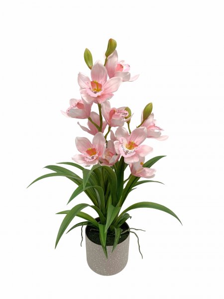 Cymbidie Orchidee getopft 70 cm