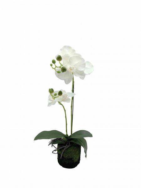 Phaleanopsis Real Touch getopft 120 cm