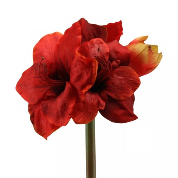 Amaryllis x 4 rot L65cm