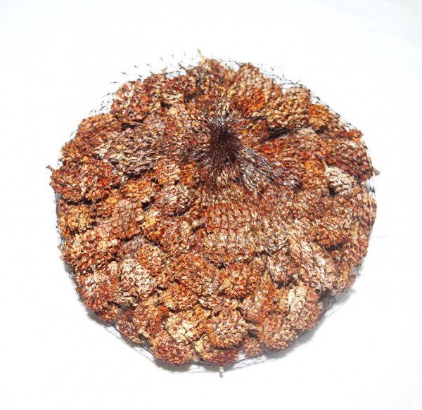 Casurina Pods 250 gr