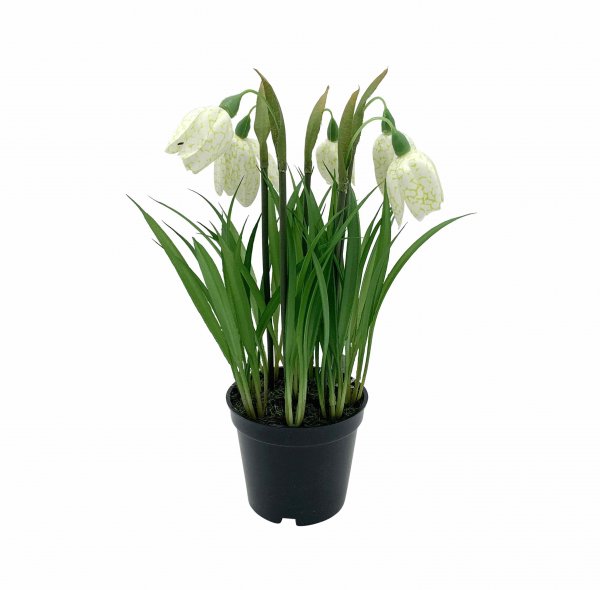 Fritillaria getopft 27 cm