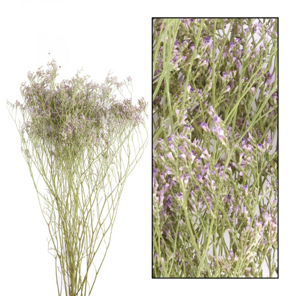 Limonium-Bund