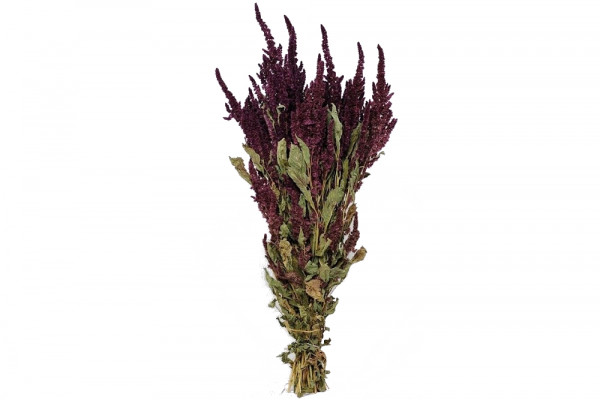 Amaranthus-Bund