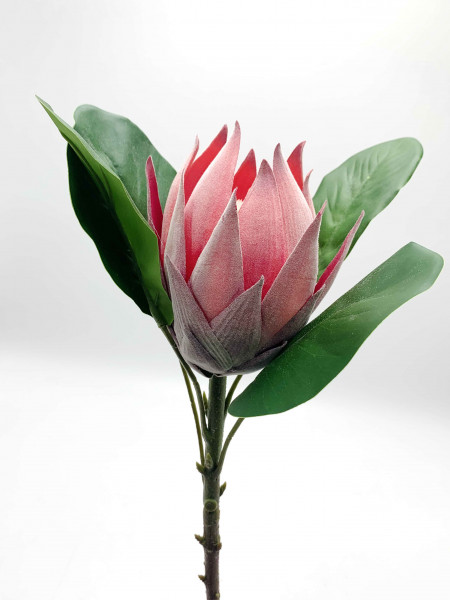 Protea