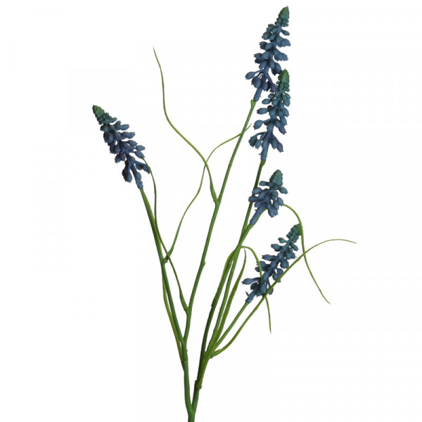 Muscari 51 cm