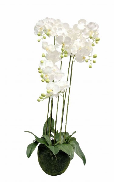 Phalaenopsis getopft 118 cm