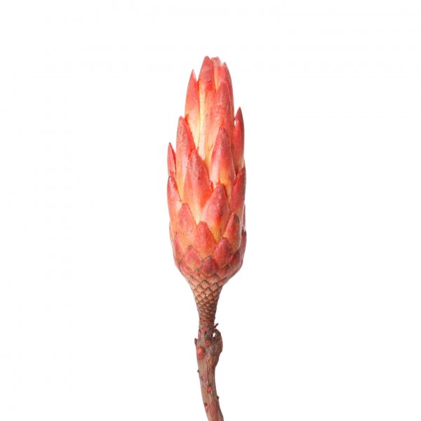 Protea Repens Bud VE 50 St