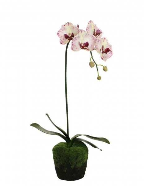 Phalaenopsis