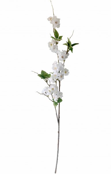 Kirschblüte 124 cm