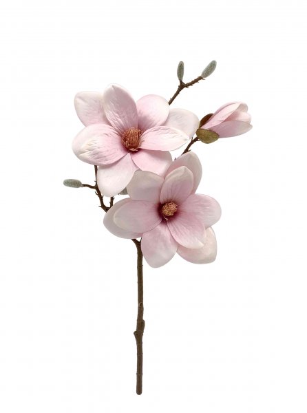 Magnolie 50 cm