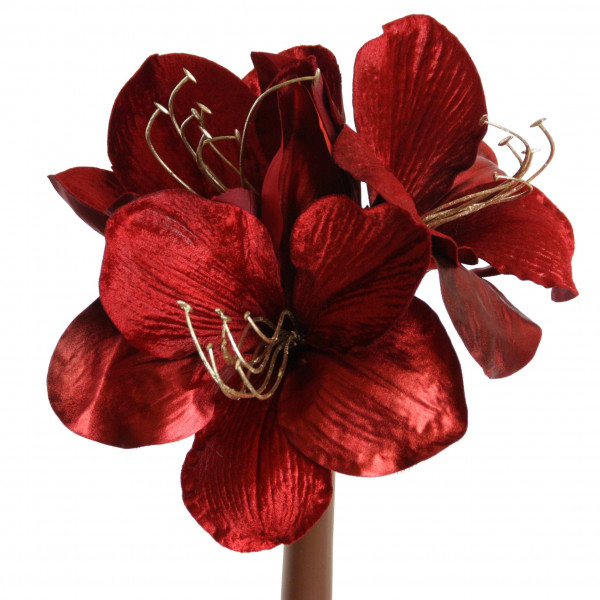 Amaryllis Velvet