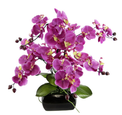 Phalaenopsis