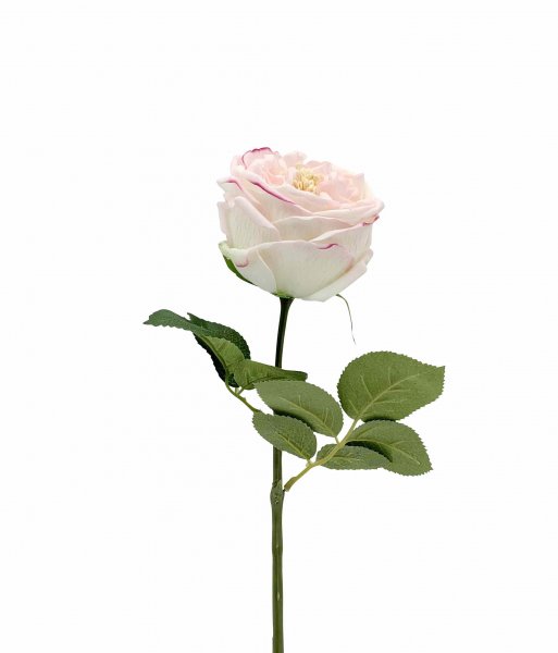 Rose Austin Real Touch 45 cm