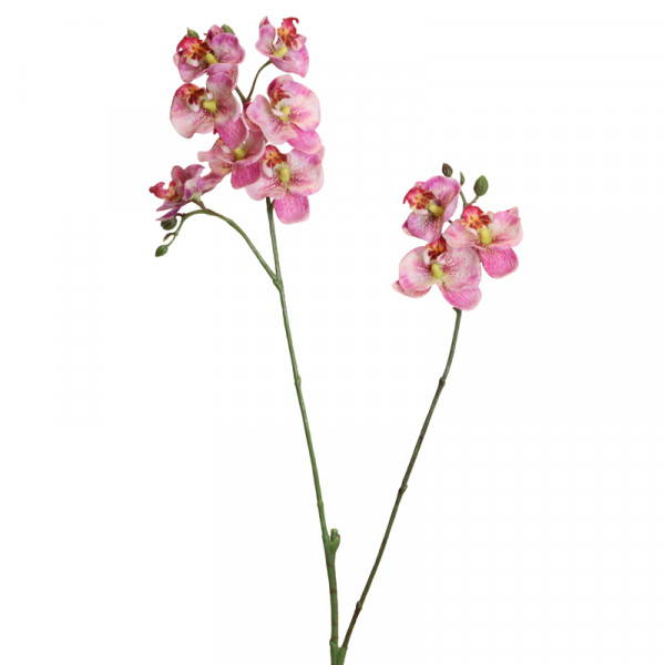 Phalaenopsis 63 cm