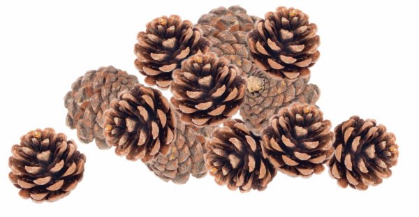 Pinus Mugos Bergkiefer 2 kg