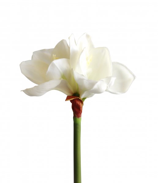 Amaryllis super touch 58 cm