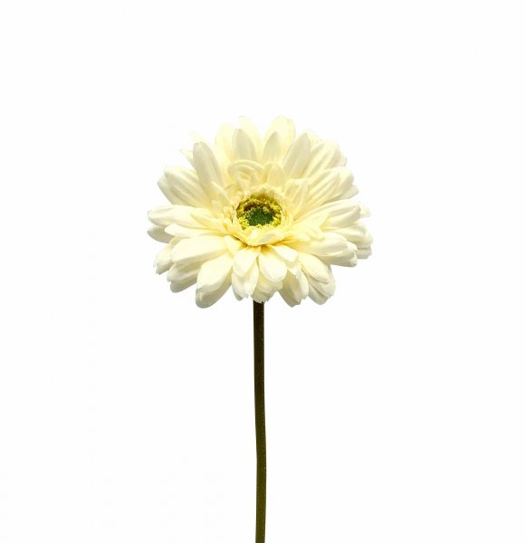 Gerbera 49 cm