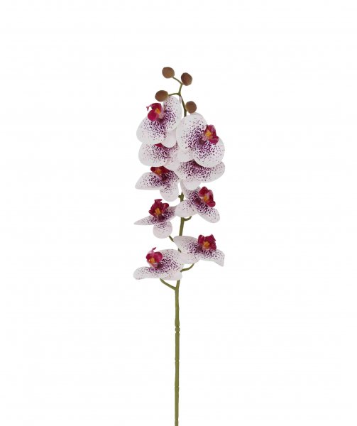 Phaeanopsis mit 9 Blüten 80 cm