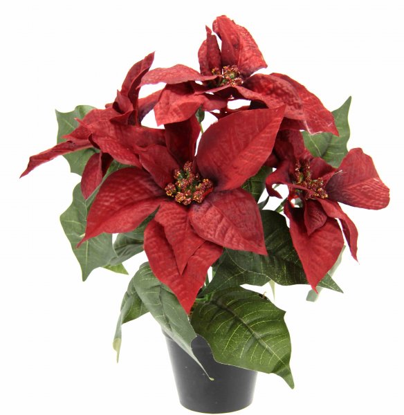 Poinsettia 18 cm