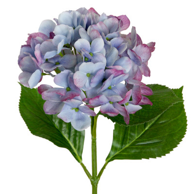 Hortensie