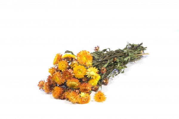 Helichrysum Bund Premium a. L 40-45 cm