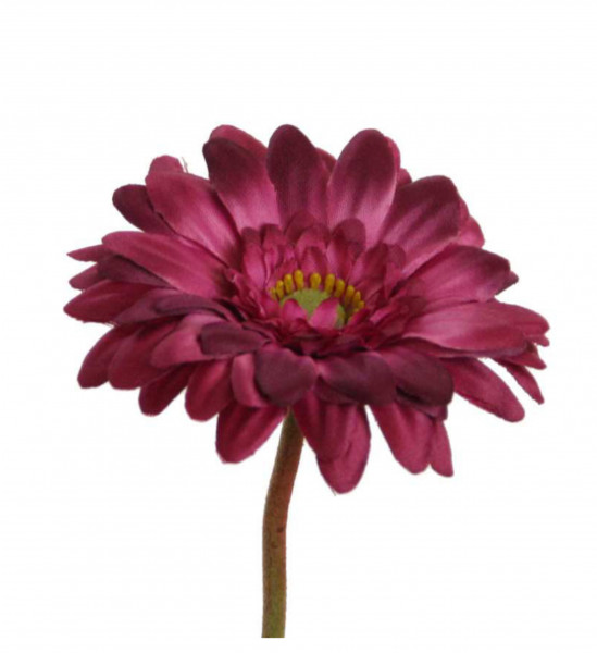 Gerbera