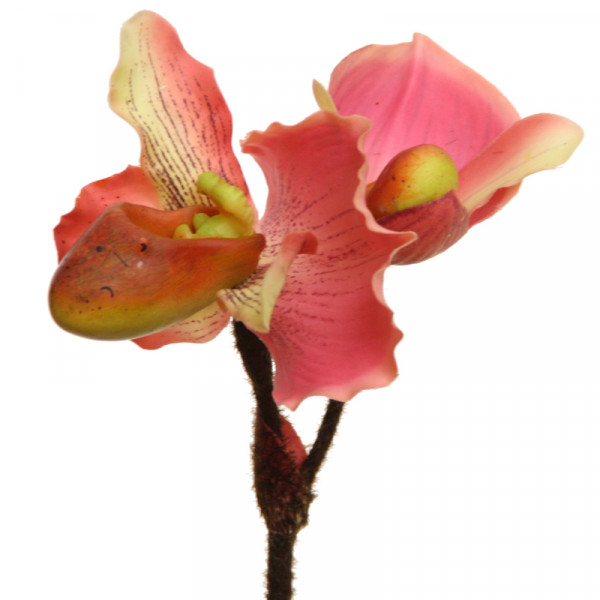 Frauenschuh Orchidee 32 cm